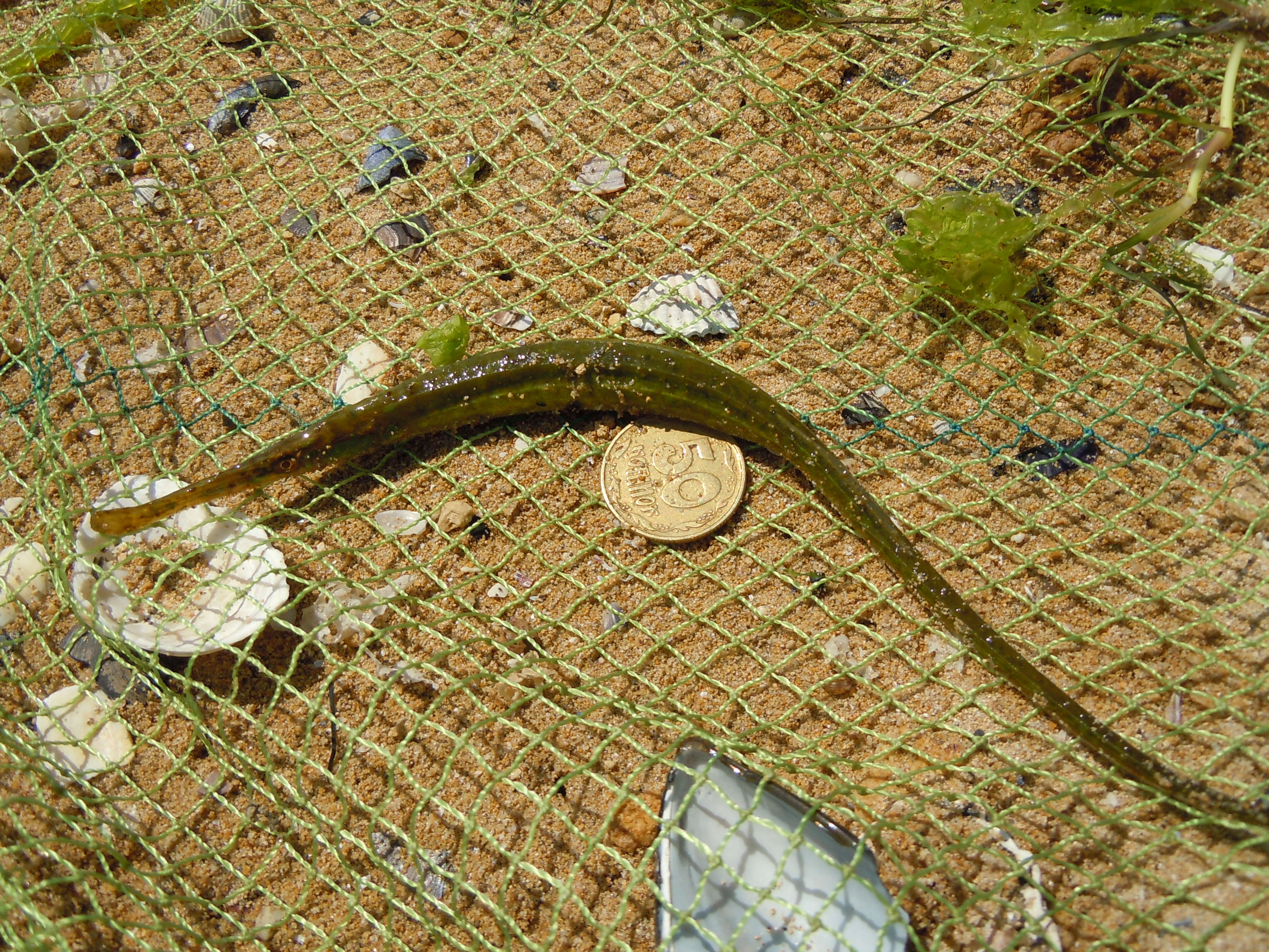 Image of Broadnosed Pipefish