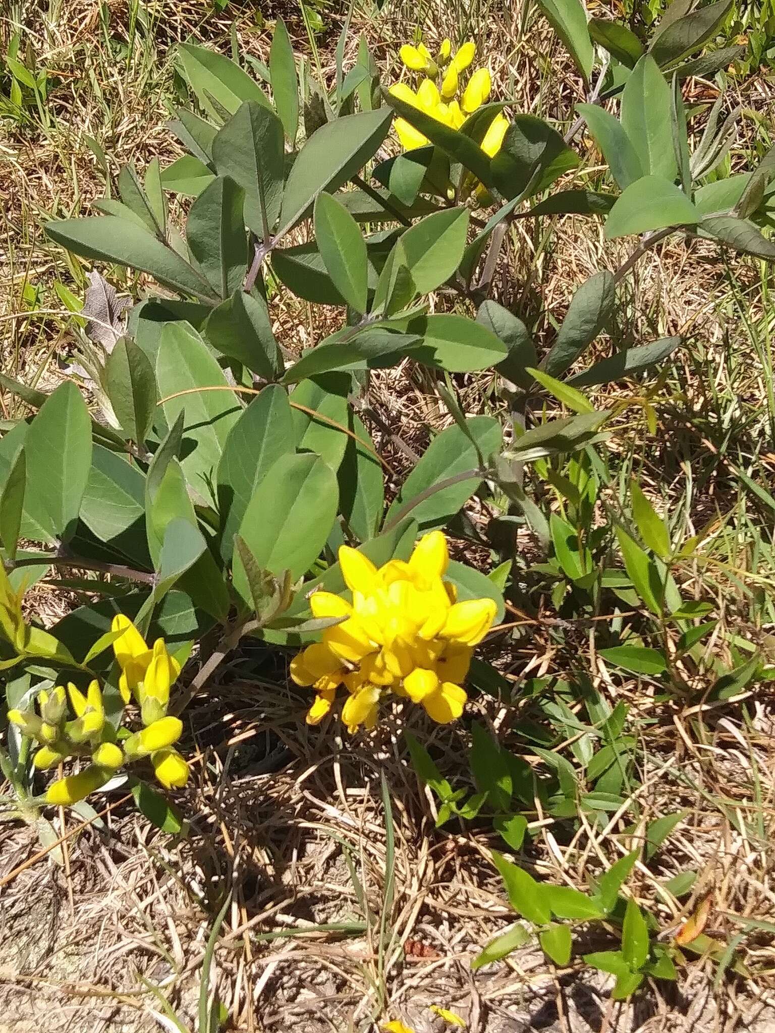 Image de Baptisia cinerea (Raf.) Fernald & B. G. Schub.