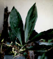 Image of Bearded Catasetum