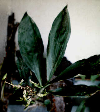 Image de Catasetum barbatum (Lindl.) Lindl.