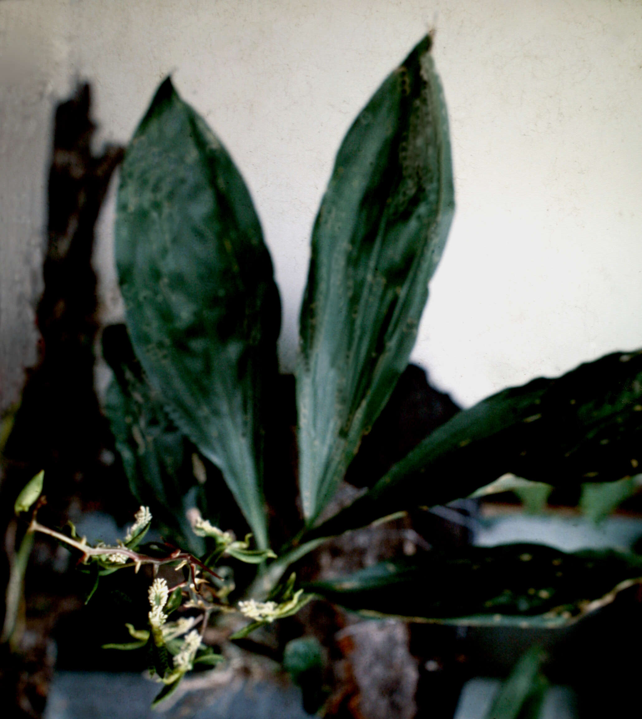 Image of Bearded Catasetum