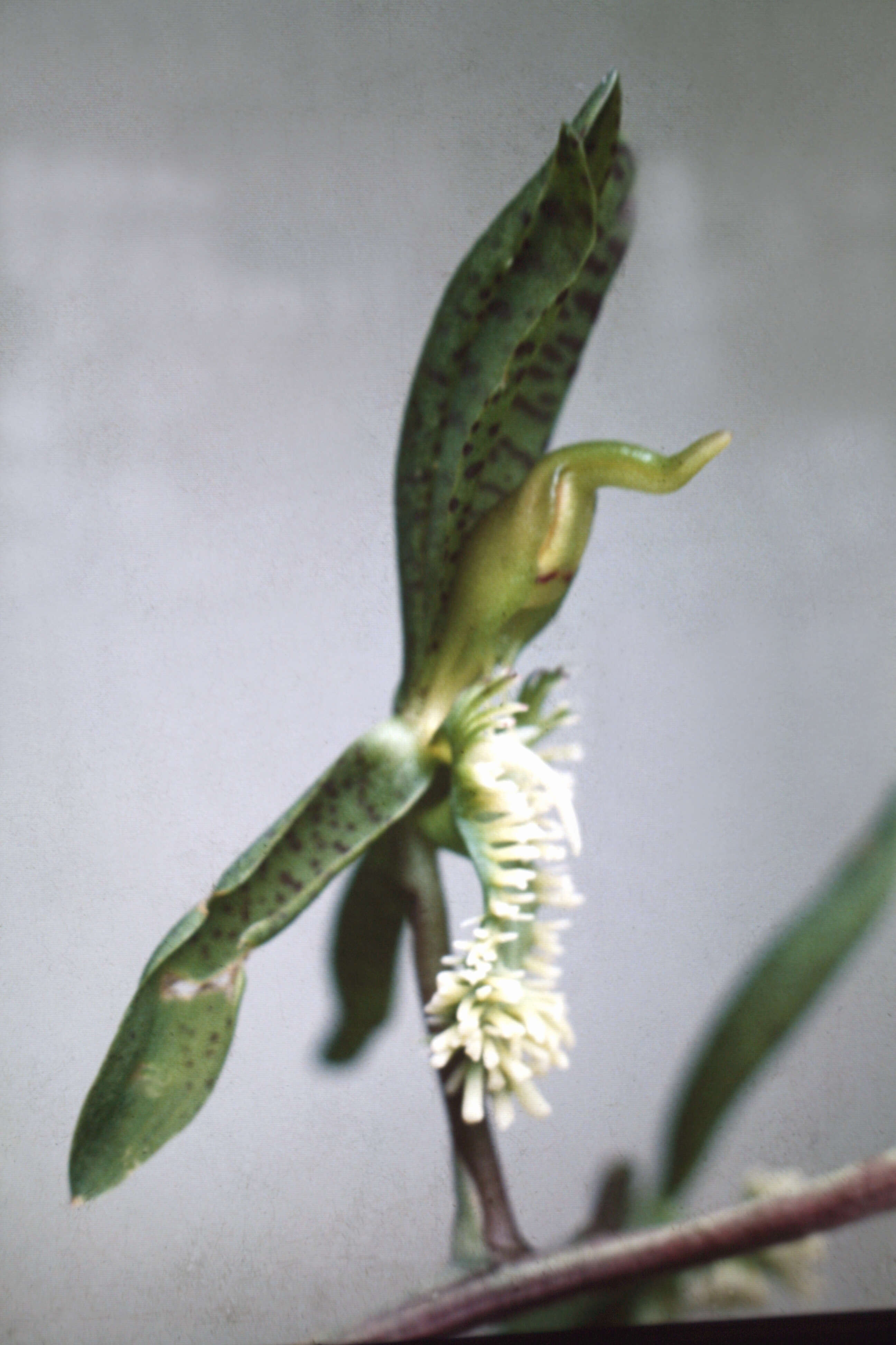 Image de Catasetum barbatum (Lindl.) Lindl.