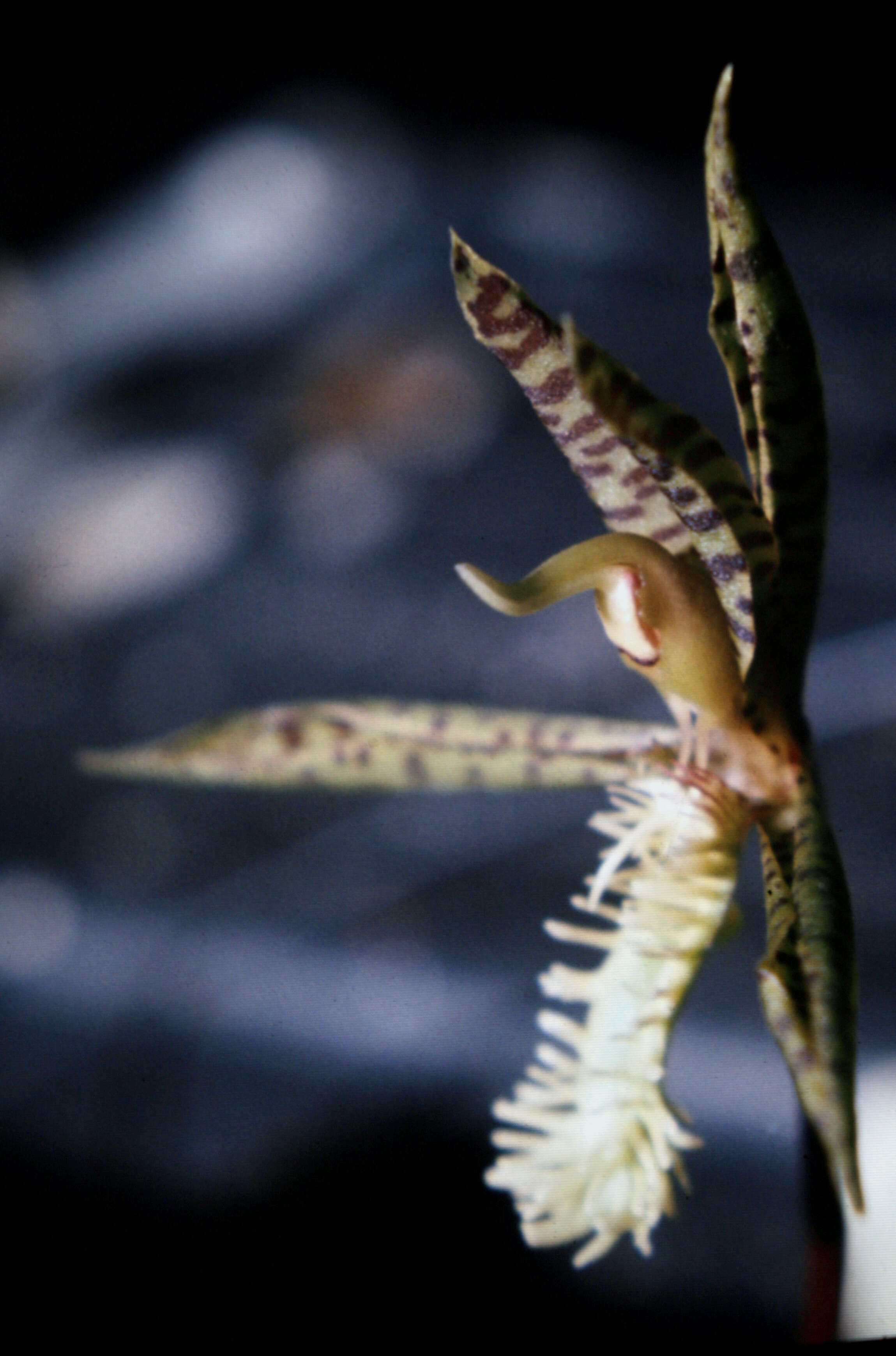 Image of Bearded Catasetum