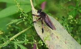 صورة Mallophora bigotii Lynch Arribalzaga 1883