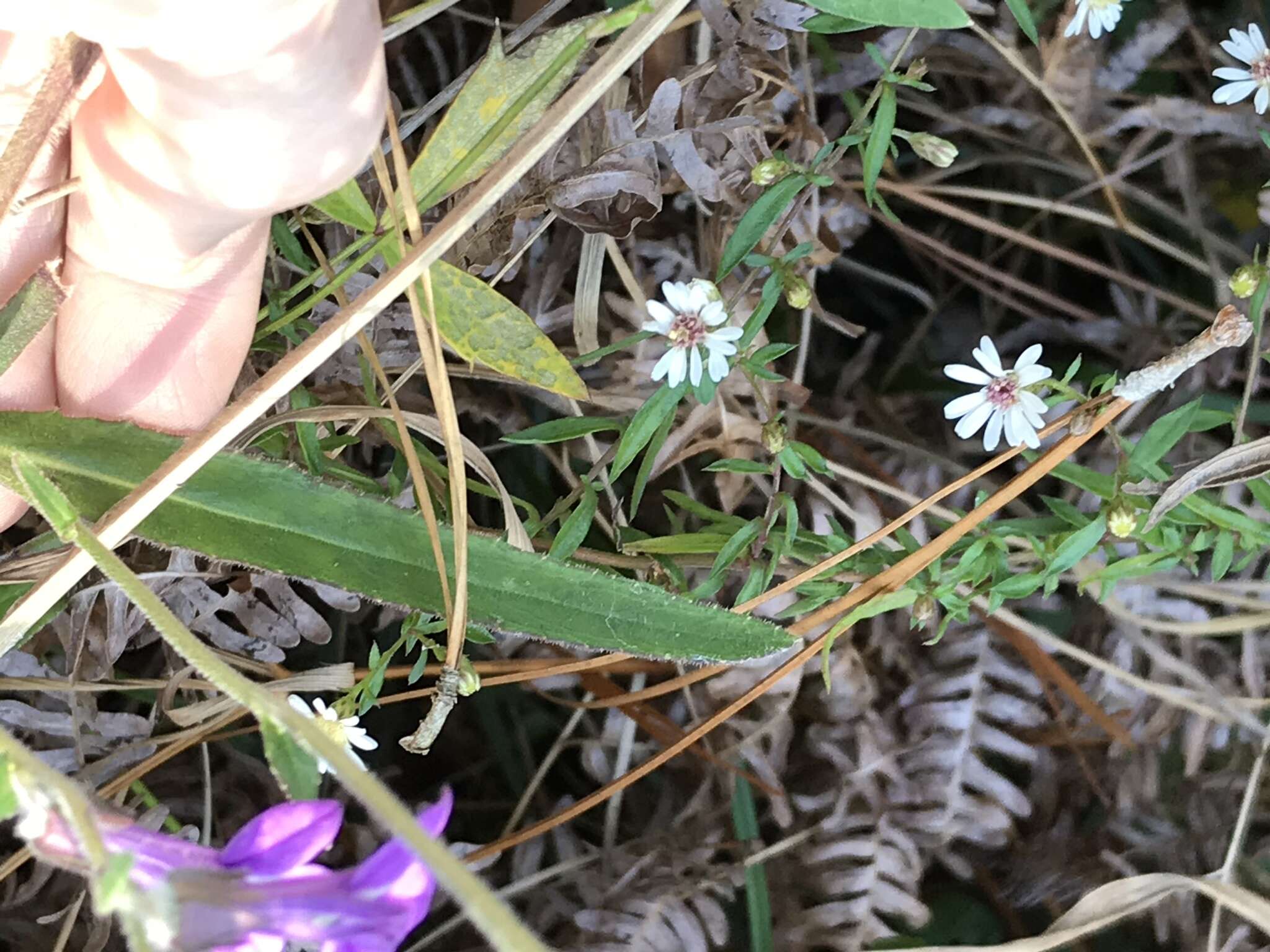 Sivun Lobelia reverchonii B. L. Turner kuva