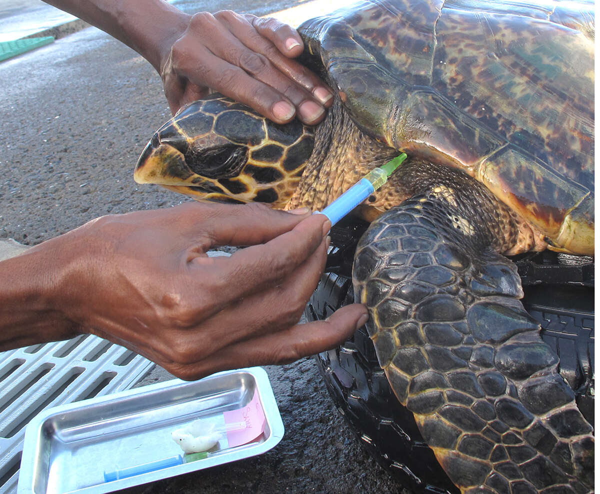 Image of Eretmochelys