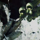 Image of Catasetum deltoideum (Lindl.) Mutel