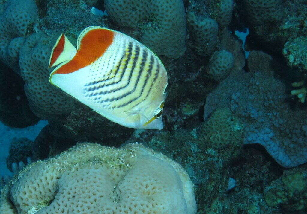 Image of Crown Butterflyfish