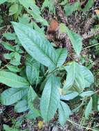 Image of Tea plant