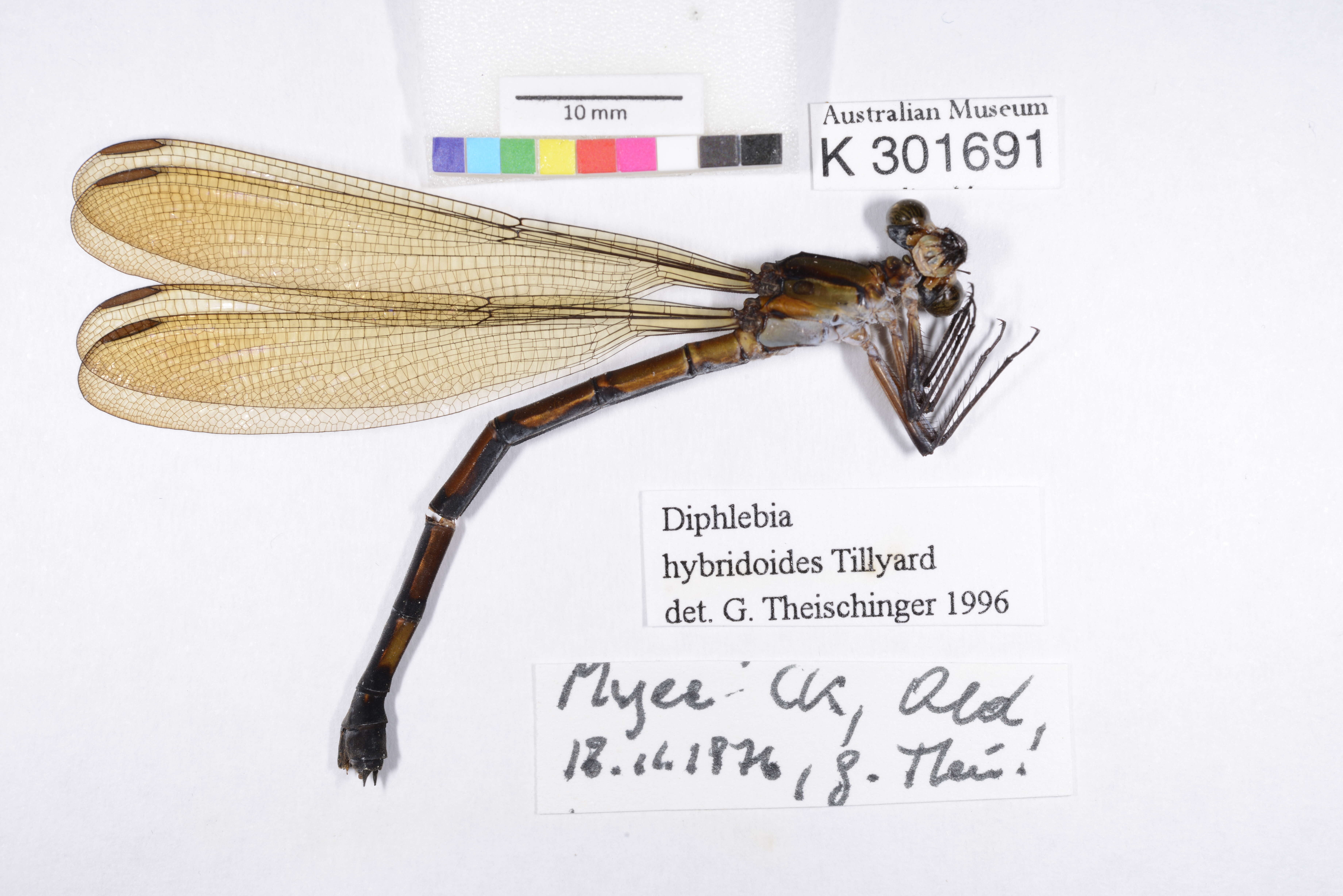 Image of Diphlebia hybridoides Tillyard 1912