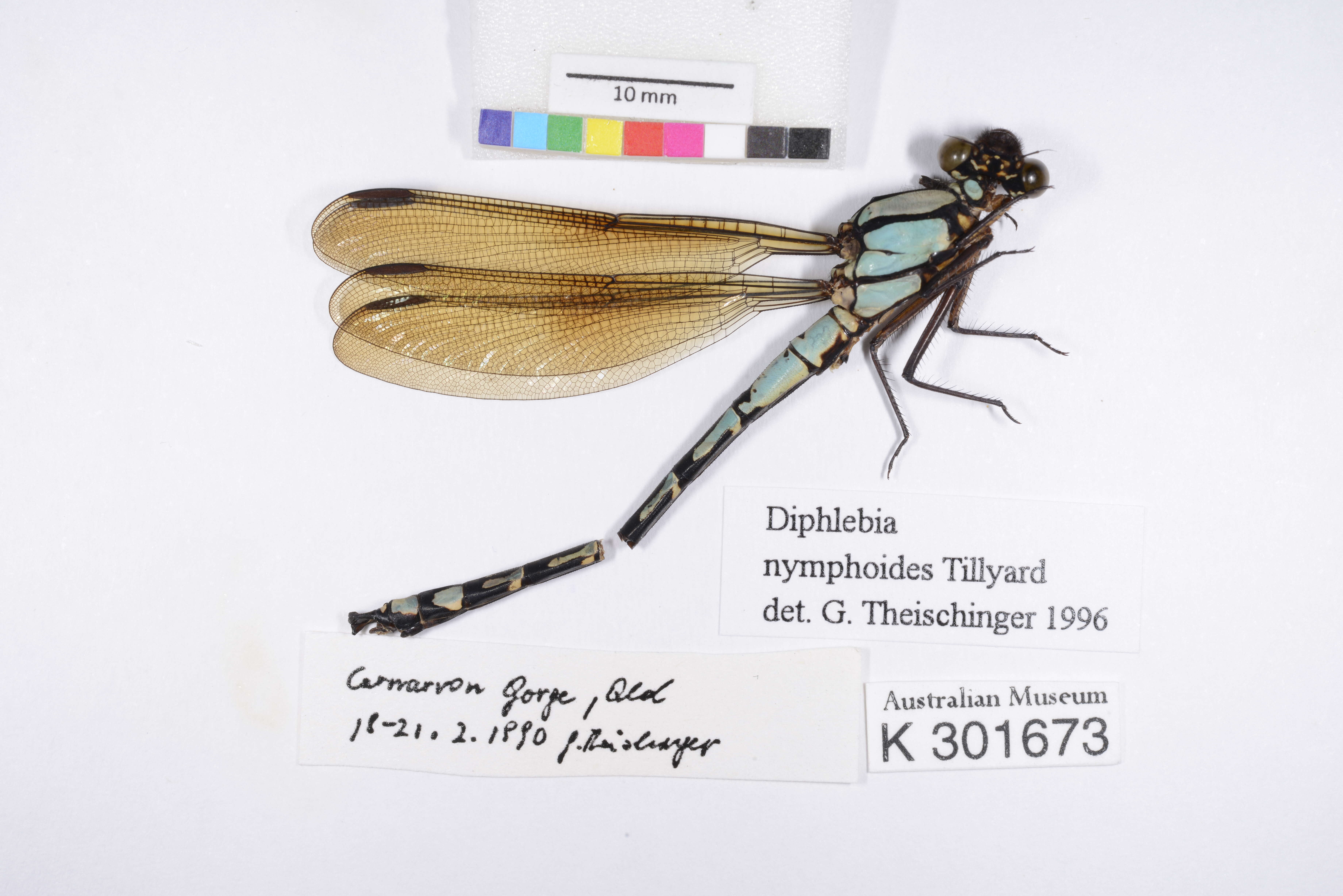 Image of Diphlebia nymphoides Tillyard 1912