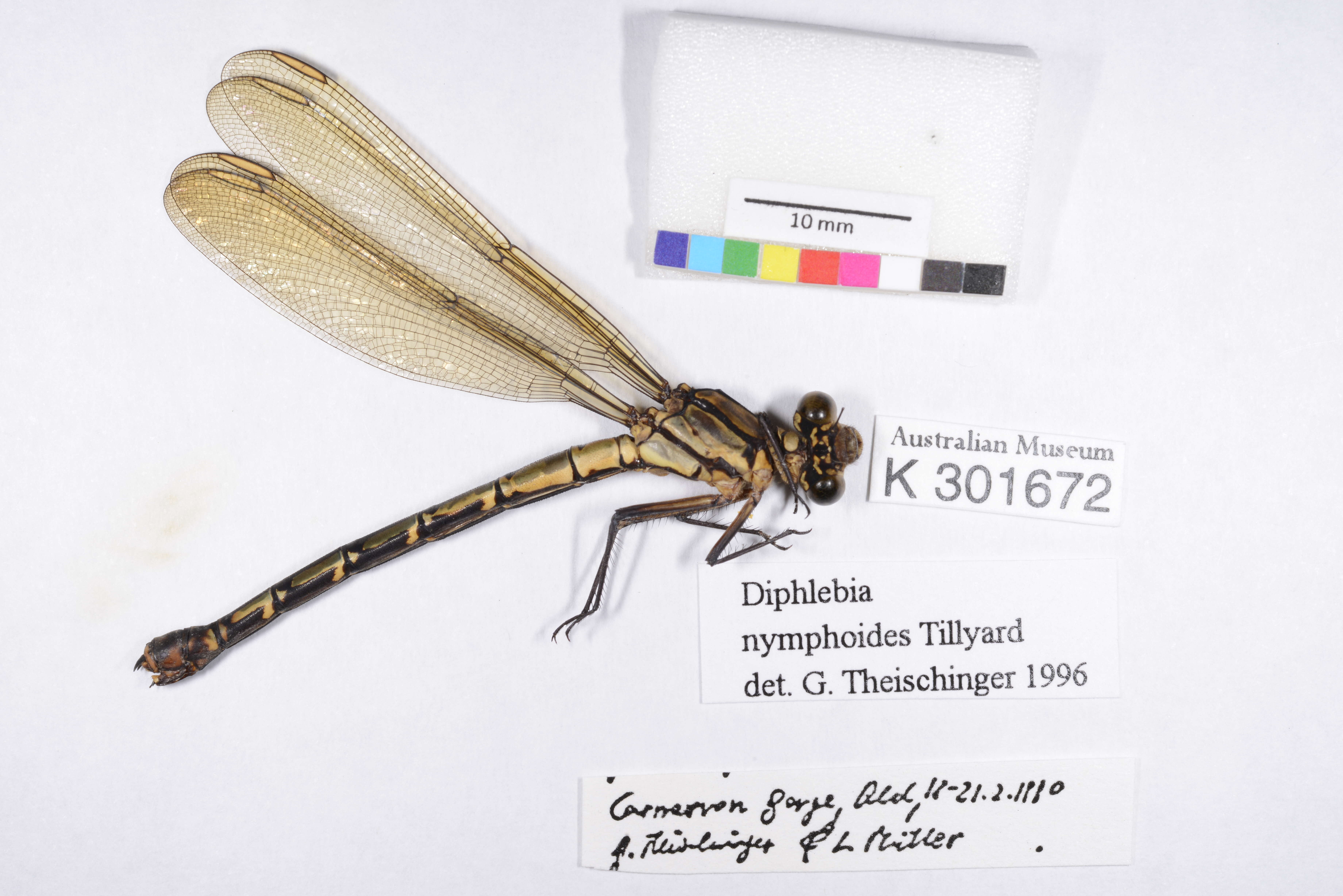 Image of Diphlebia nymphoides Tillyard 1912