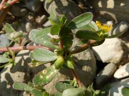 Image of Portulaca oleracea var. oleracea