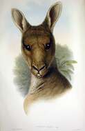 Image of kangaroo