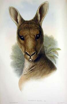 Image of kangaroo