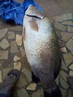 Image of African Snook