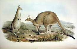 Image of kangaroo