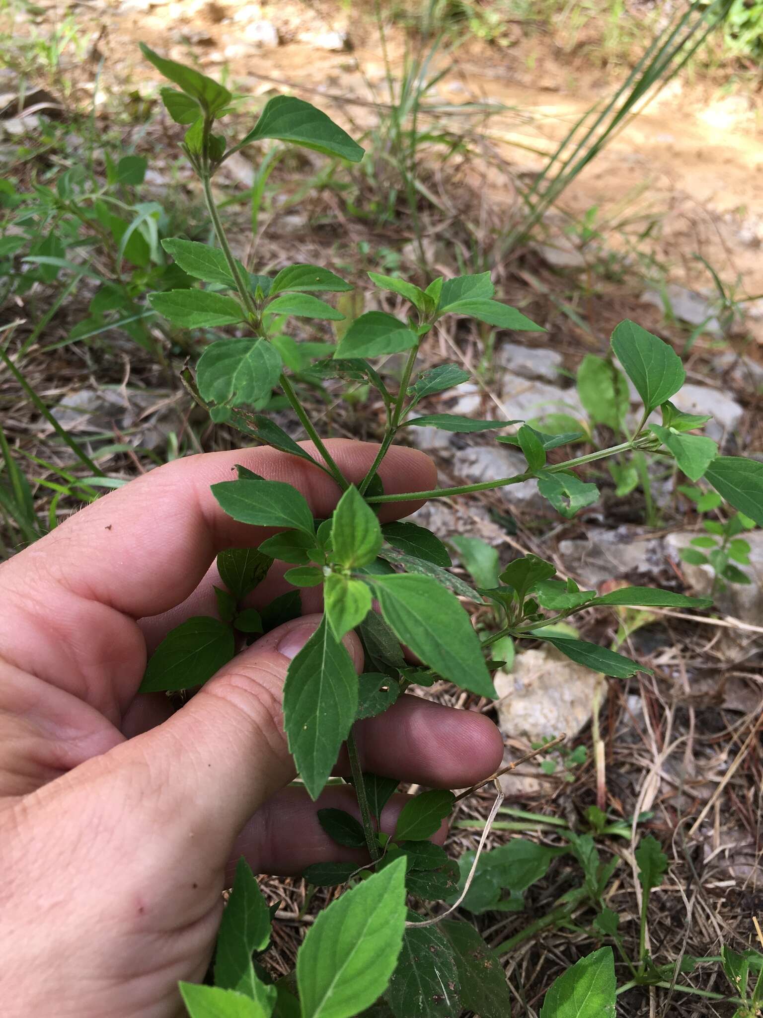 Image of Miniature-Beefsteakplant