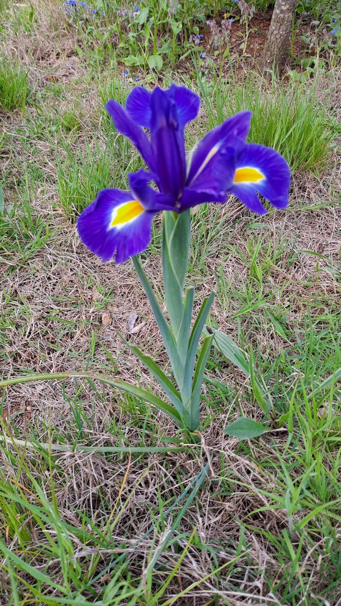 Image of Iris hollandica H. R. Wehrh.