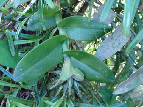 Sivun Epidendrum trianthum Schltr. kuva