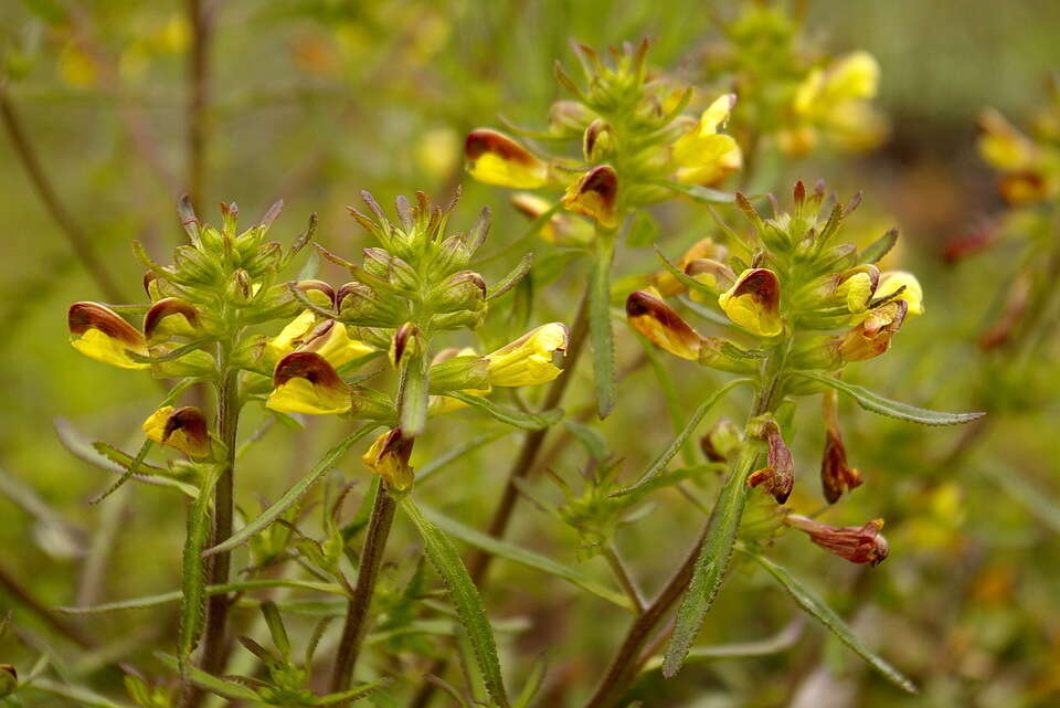 Pedicularis labradorica var. labradorica resmi