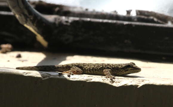 Image of Chevron-throated dwarf gecko