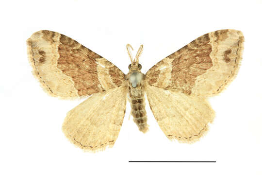 Image of dark-barred twin-spot carpet