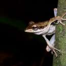 Image of Bongao tree frog