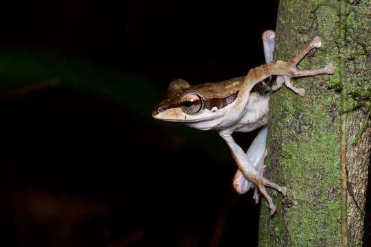 Image of Bongao tree frog