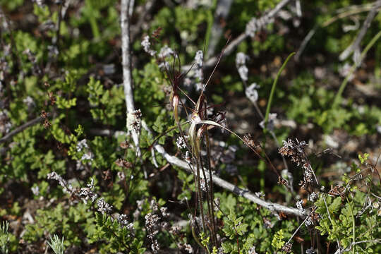 Caladenia microchila Hopper & A. P. Br. resmi