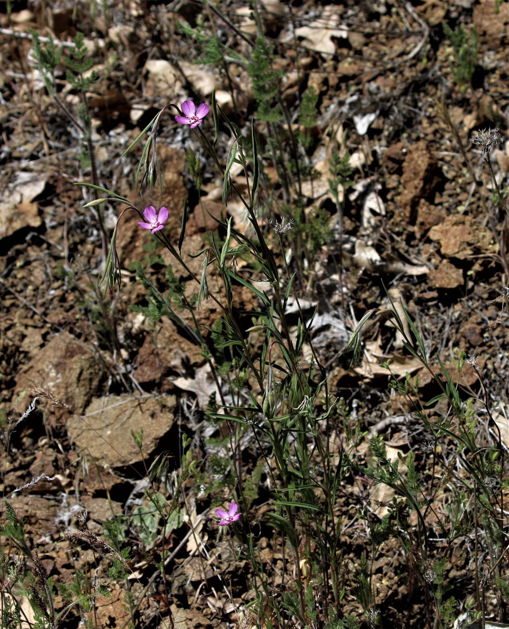 Image of Mt. Lassen clarkia