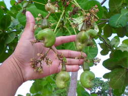 Image of cashew