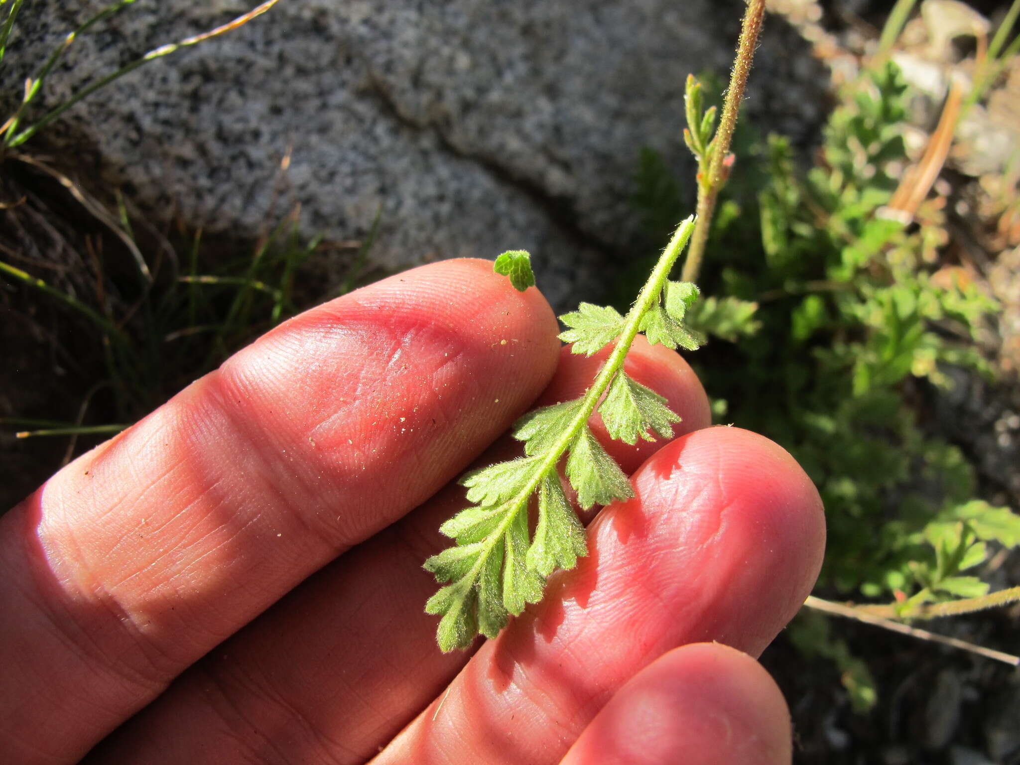 Image of smallflower horkelia