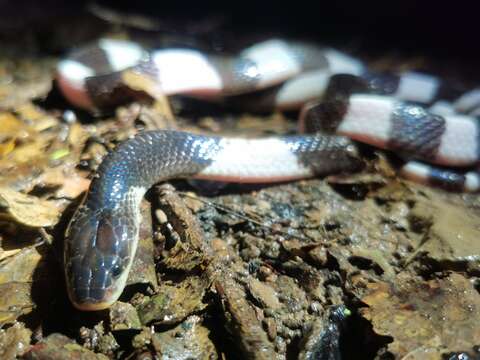 Image of Blue Krait