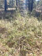 Image of Pitchfork Crown Grass