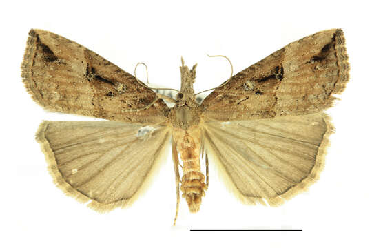 Imagem de Hypena rostralis Linnaeus 1758