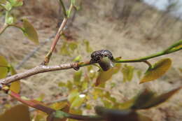 Image of Xeloma leprosa (Burmeister 1842)