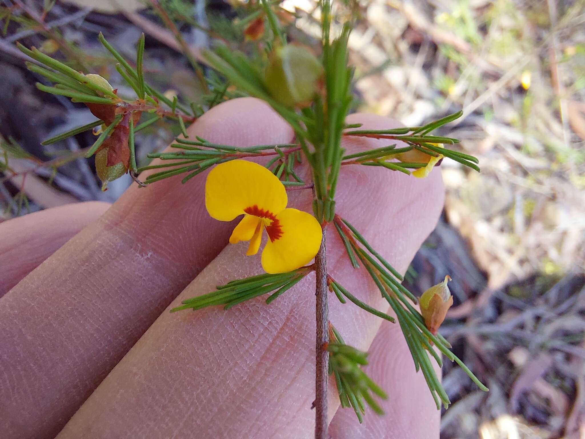 Image of Dillwynia tenuifolia DC.