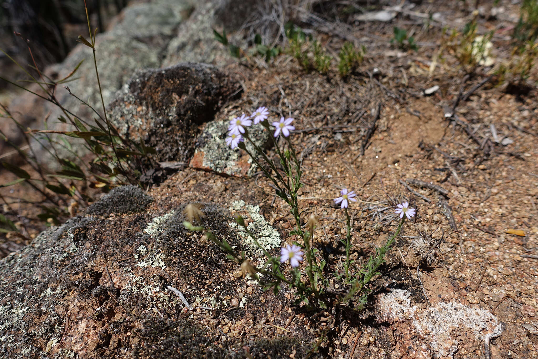 Image of Vittadinia cuneata DC.