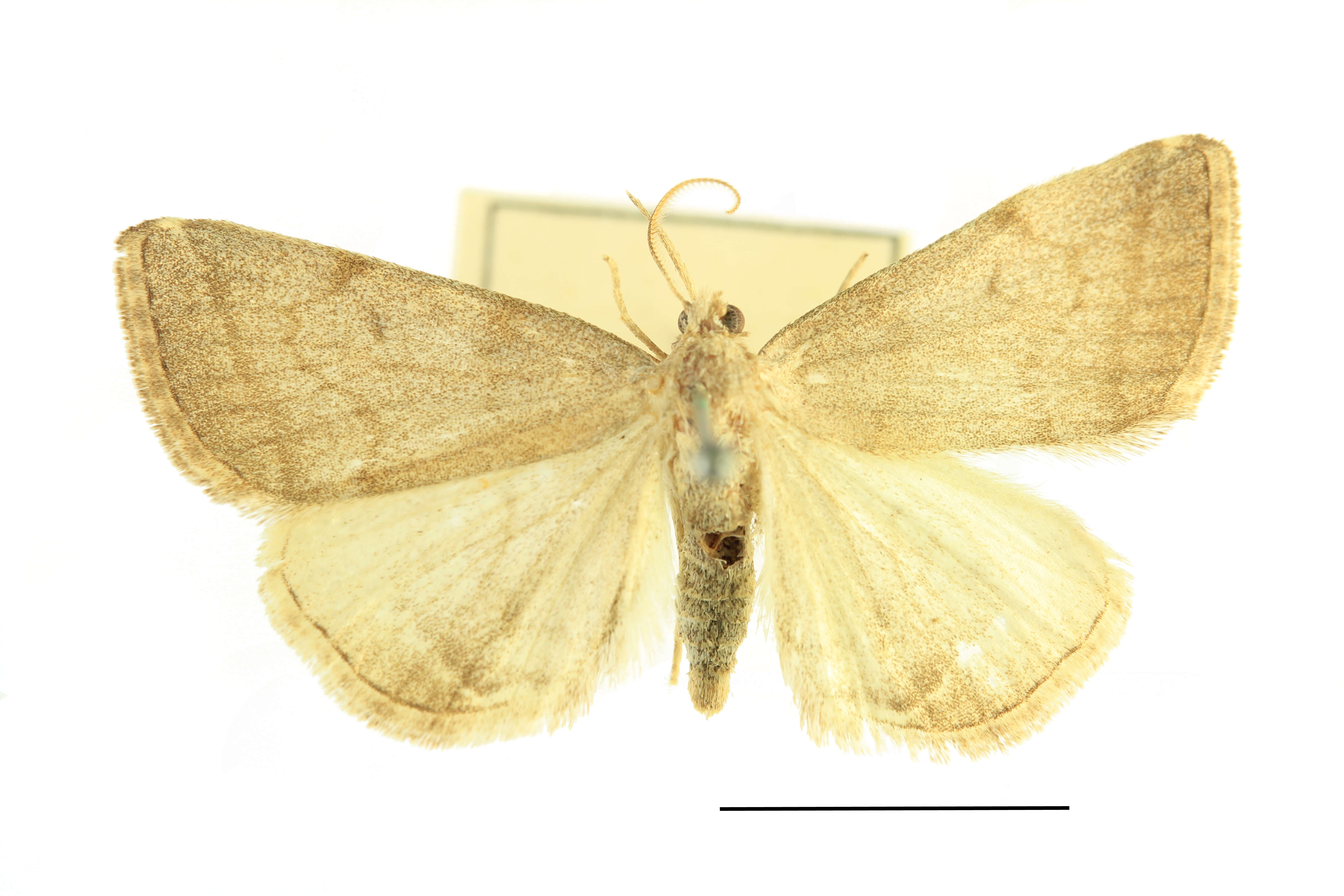 Image of Polypogon strigilata (Linnaeus 1758)