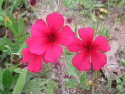 Image of Wilcox's phlox