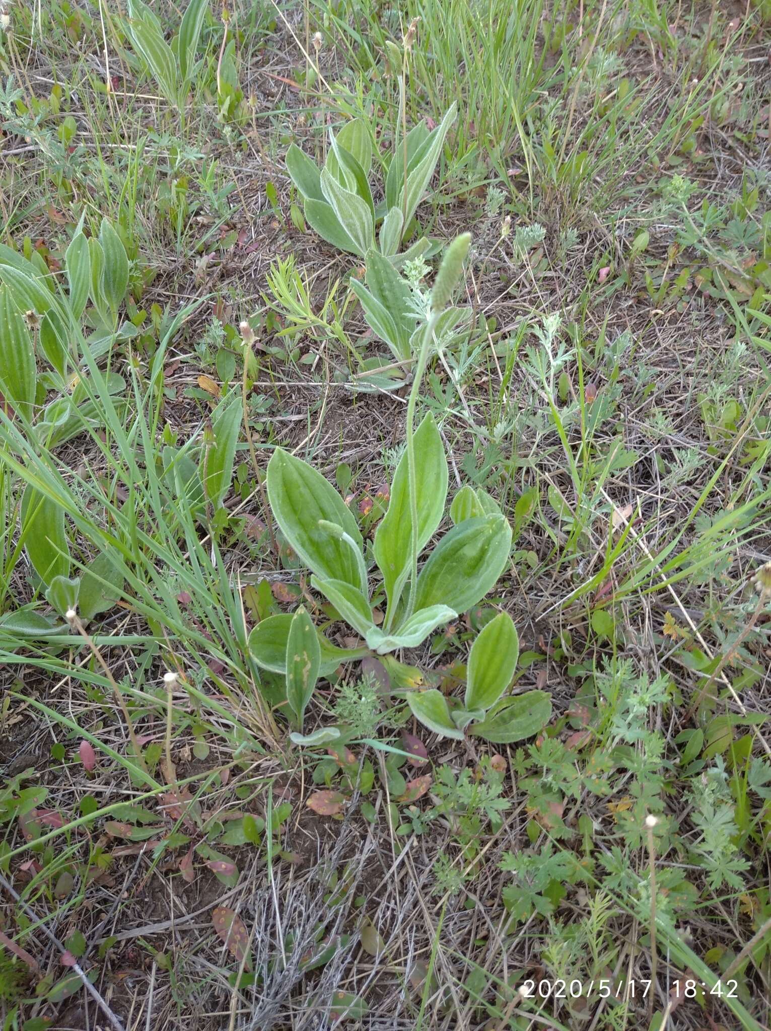 Imagem de Plantago australis subsp. australis