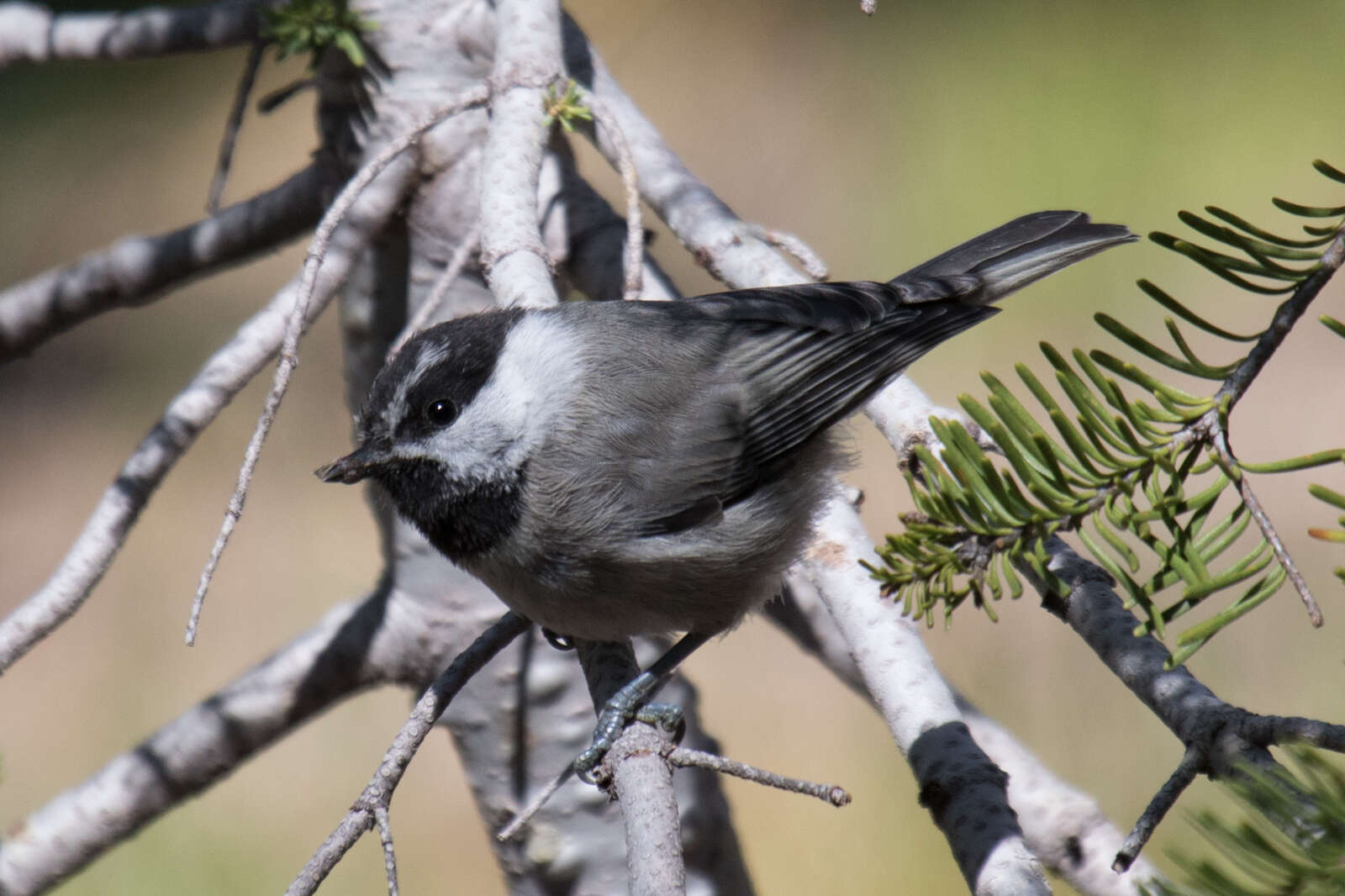 Image of Mountain Chickadee