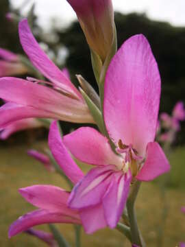 Image of Common Sword Lily