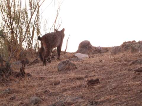 Image of Iberian lynx