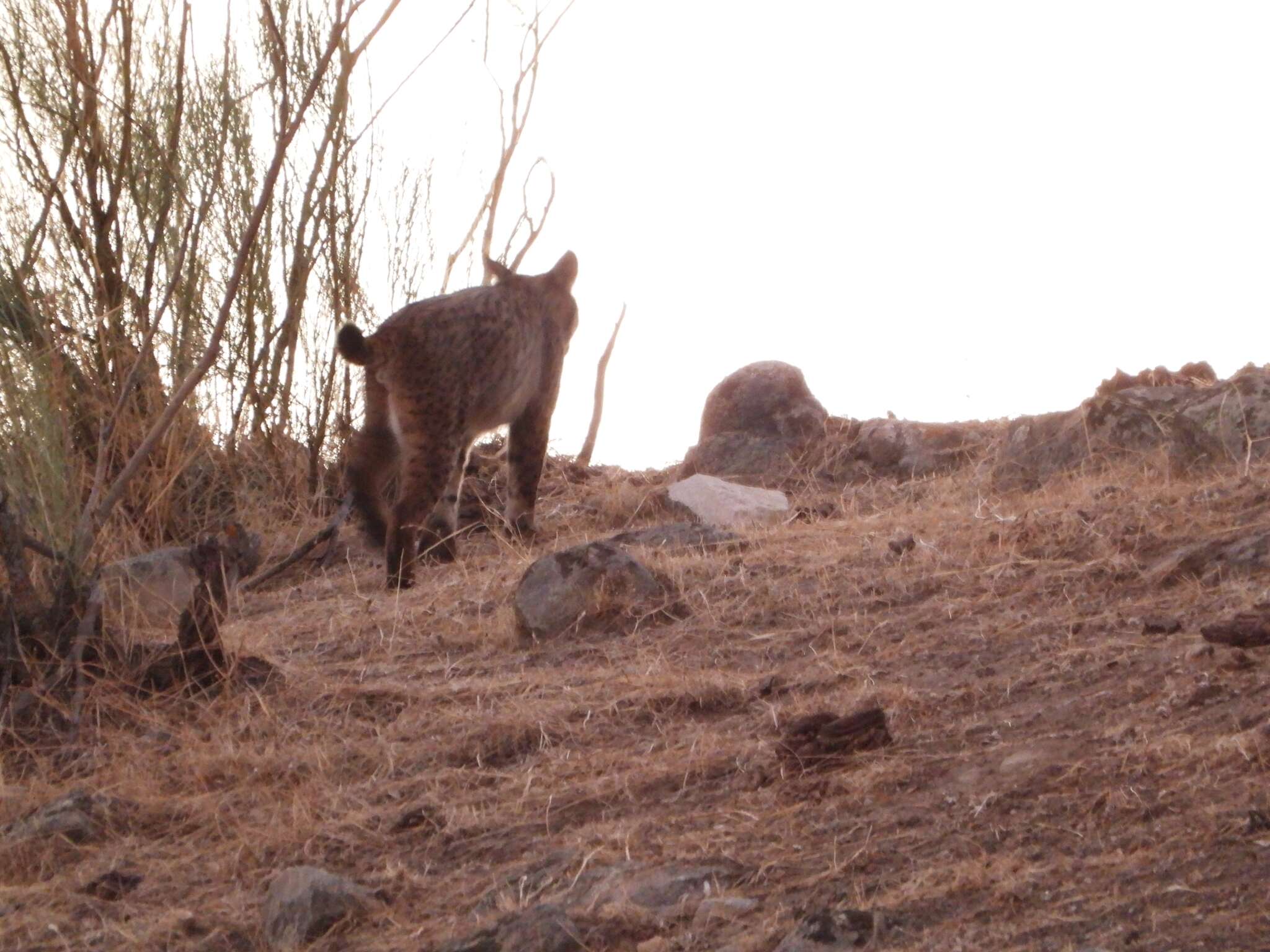 Image of Iberian lynx