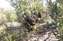 Sivun Banksia ornata F. Müll. ex Meissn. kuva