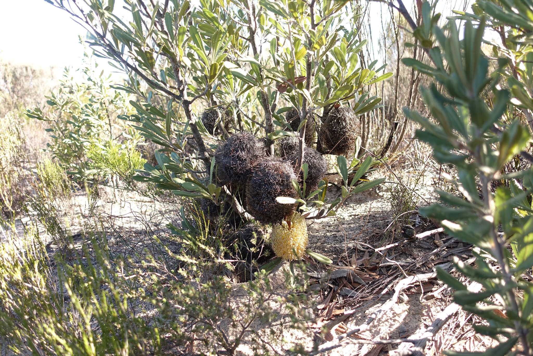 Sivun Banksia ornata F. Müll. ex Meissn. kuva