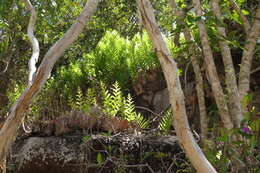 Image of basket fern