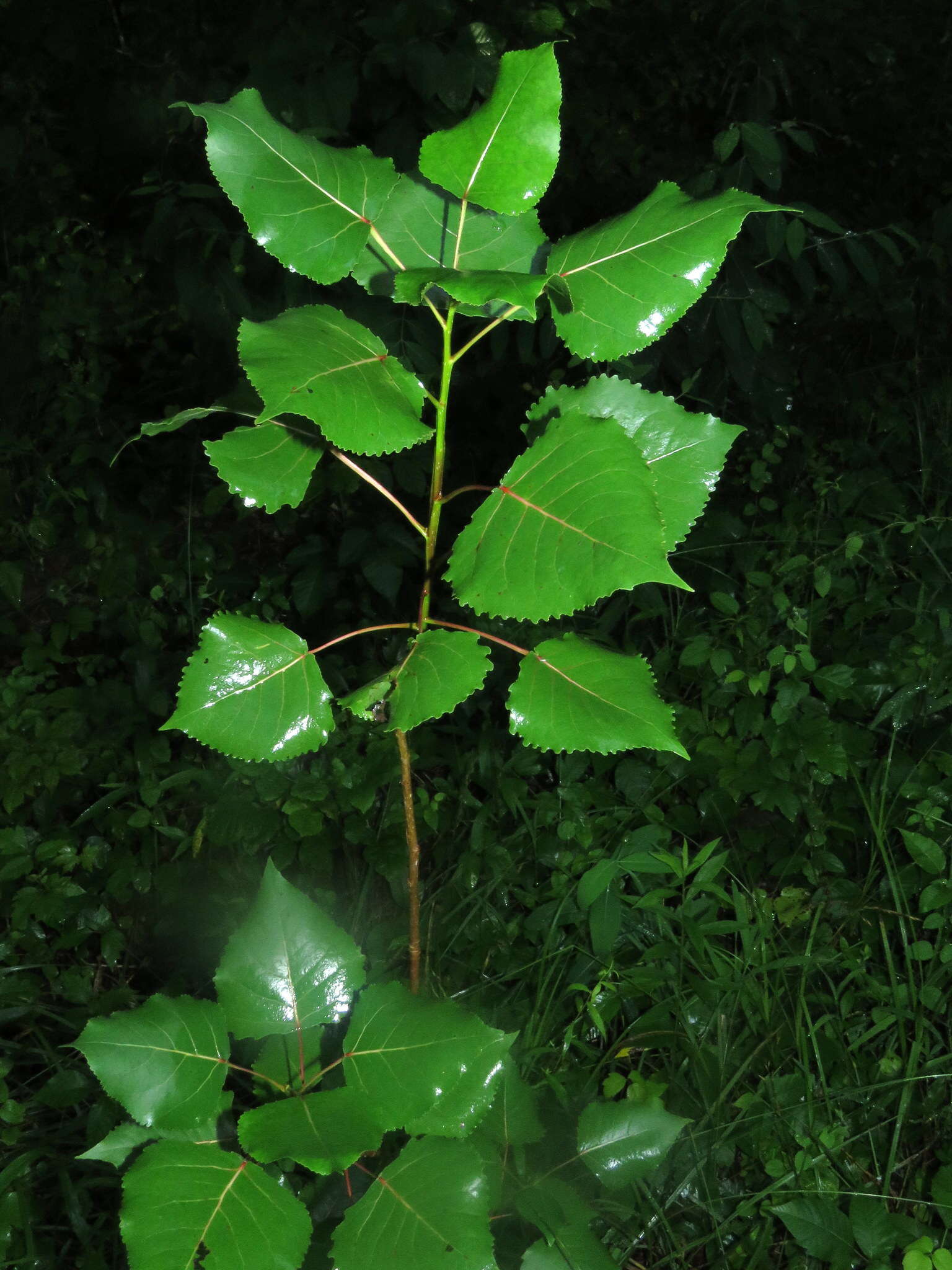 Imagem de Populus deltoides subsp. deltoides